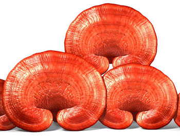 Mỹ phẩm Kem dưỡng Linh Chi Đỏ Sokiss Red Lingzhi - Photo 3 Kem dưỡng Linh Chi Đỏ Sokiss Red Lingzhi - Photo 3